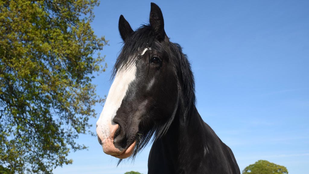 Shire Horse